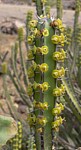 Euphorbia vulcanorum Marsabit severne od GPS173 Kenya 2012_PV0905.jpg